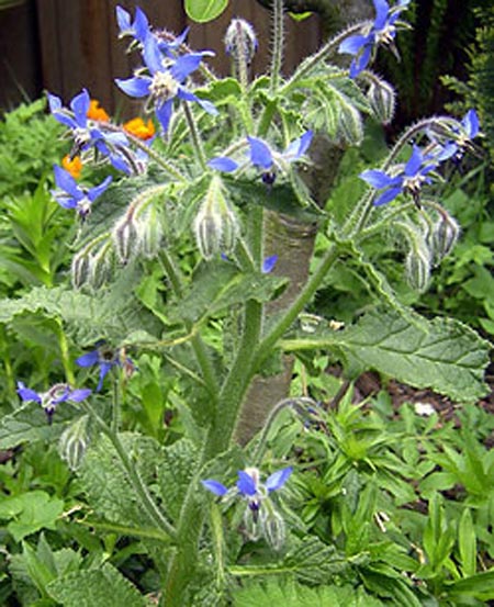 Borage Borago officinalis